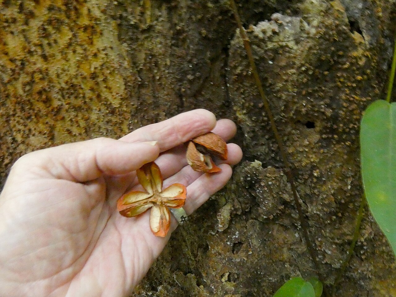 Spur mahogany: Didymocheton pettigrewianus at Crystal Cascades near Cairns , Queensland