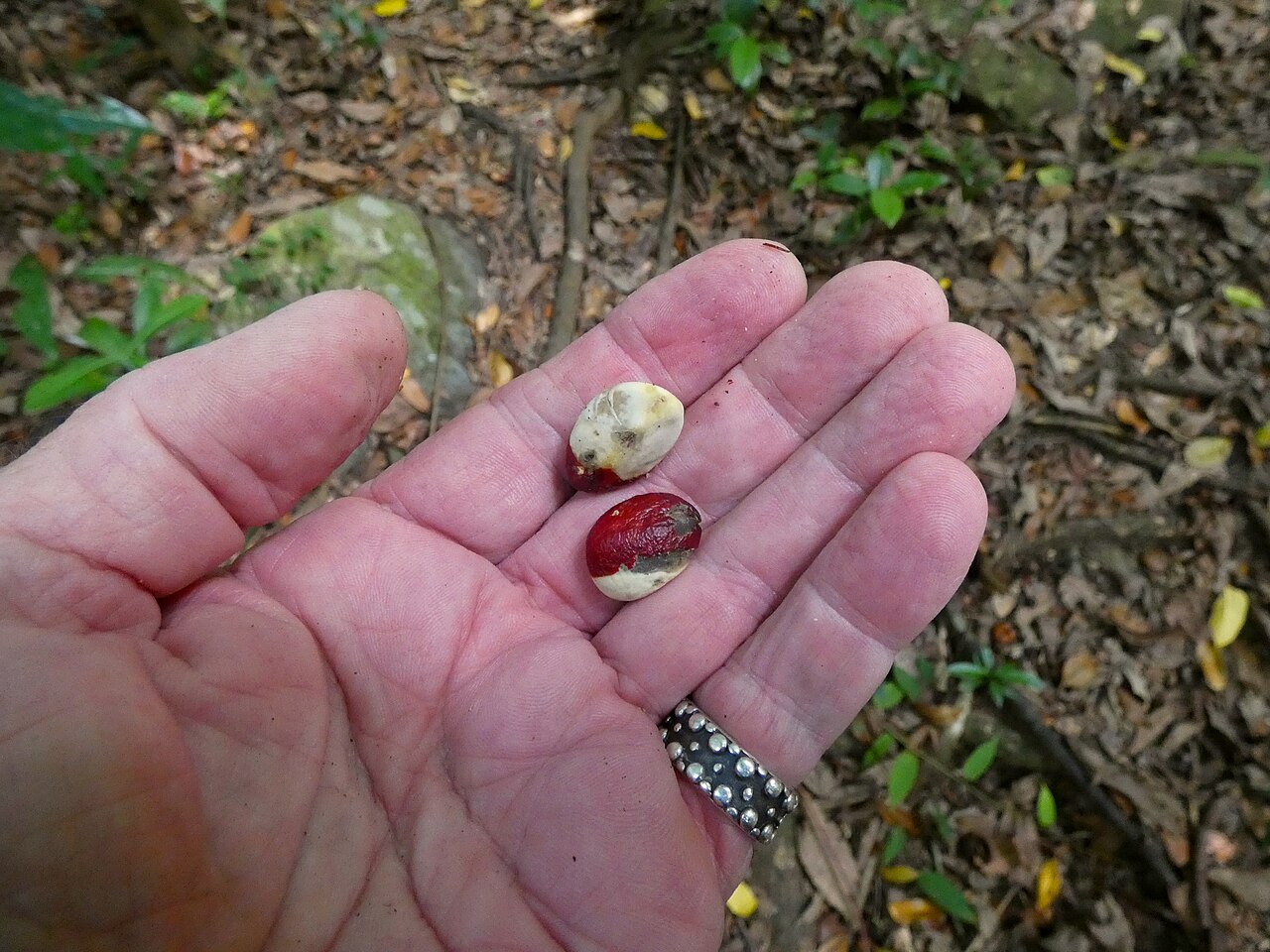 Spur mahogany: Didymocheton pettigrewianus seeds