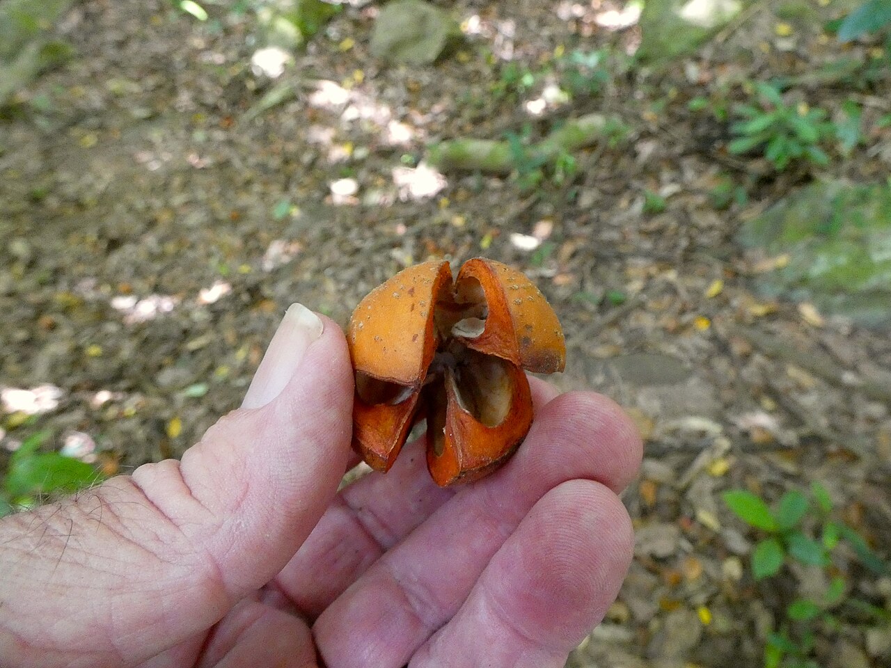 Spur mahogany: Didymocheton pettigrewianus mature fruit