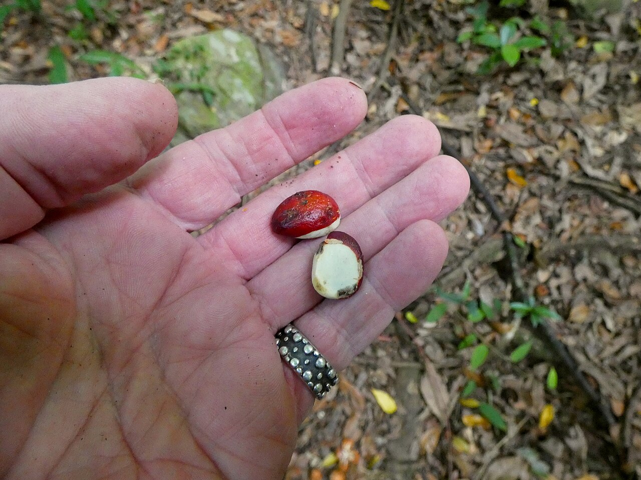 Spur mahogany: Didymocheton pettigrewianus seeds