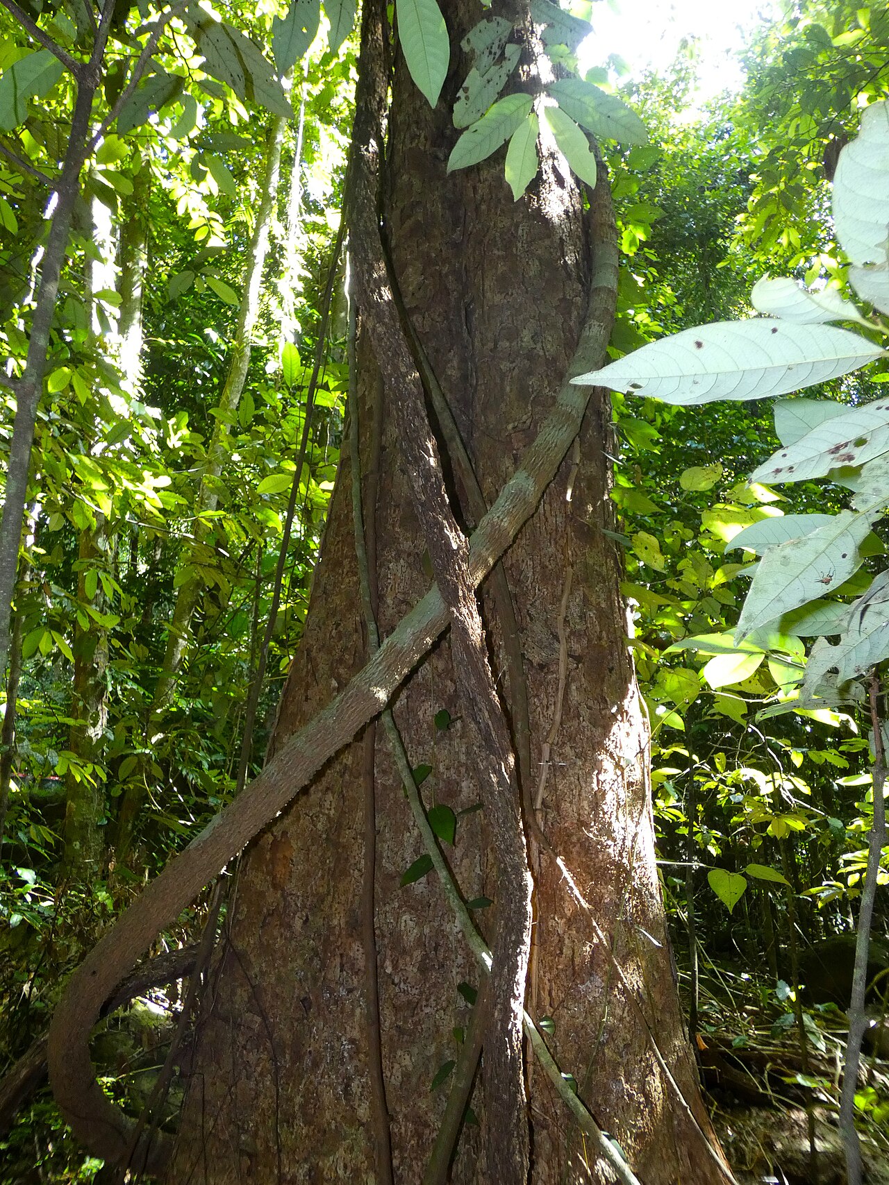 Spur mahogany: Didymocheton pettigrewianus trunk with butresses