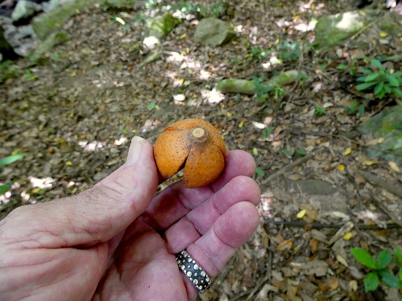 Spur mahogany: Didymocheton pettigrewianus mature fruit