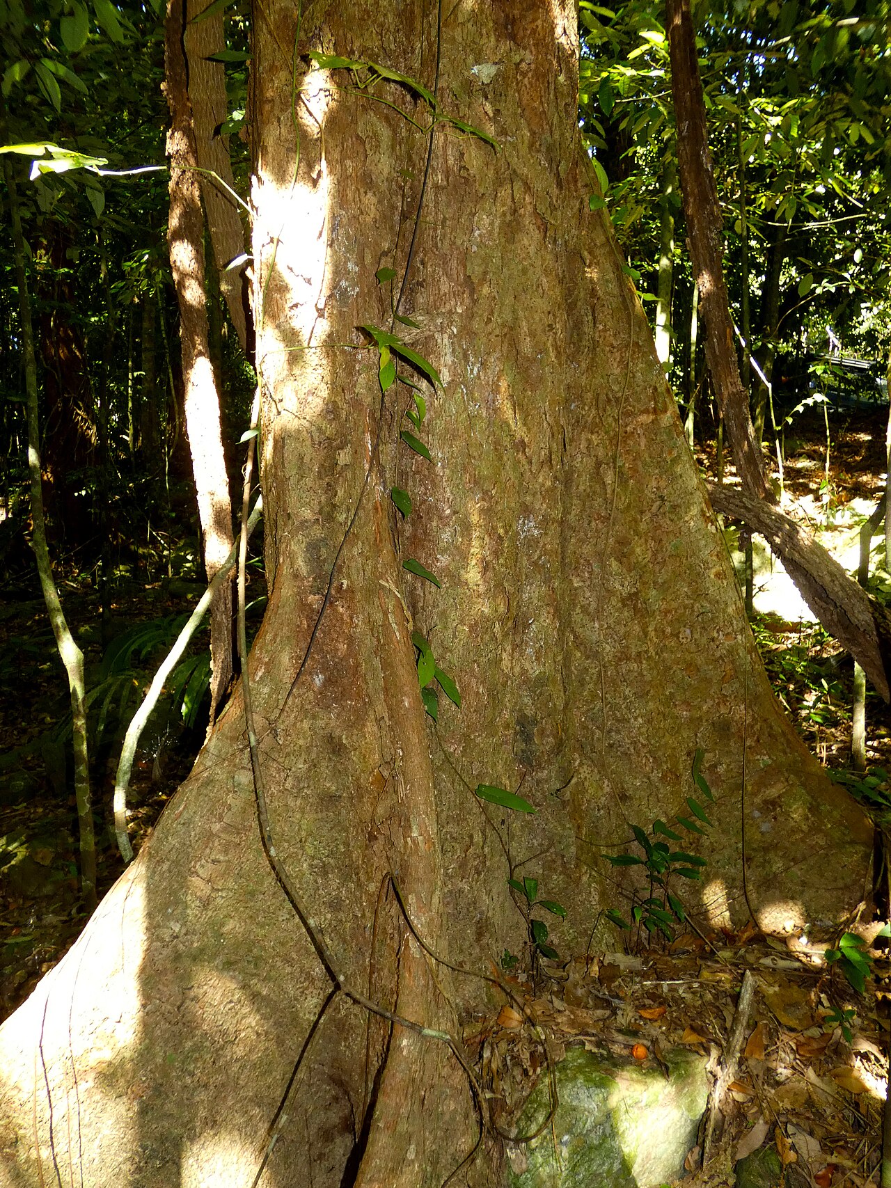 Spur mahogany: Didymocheton pettigrewianus trunk with butresses