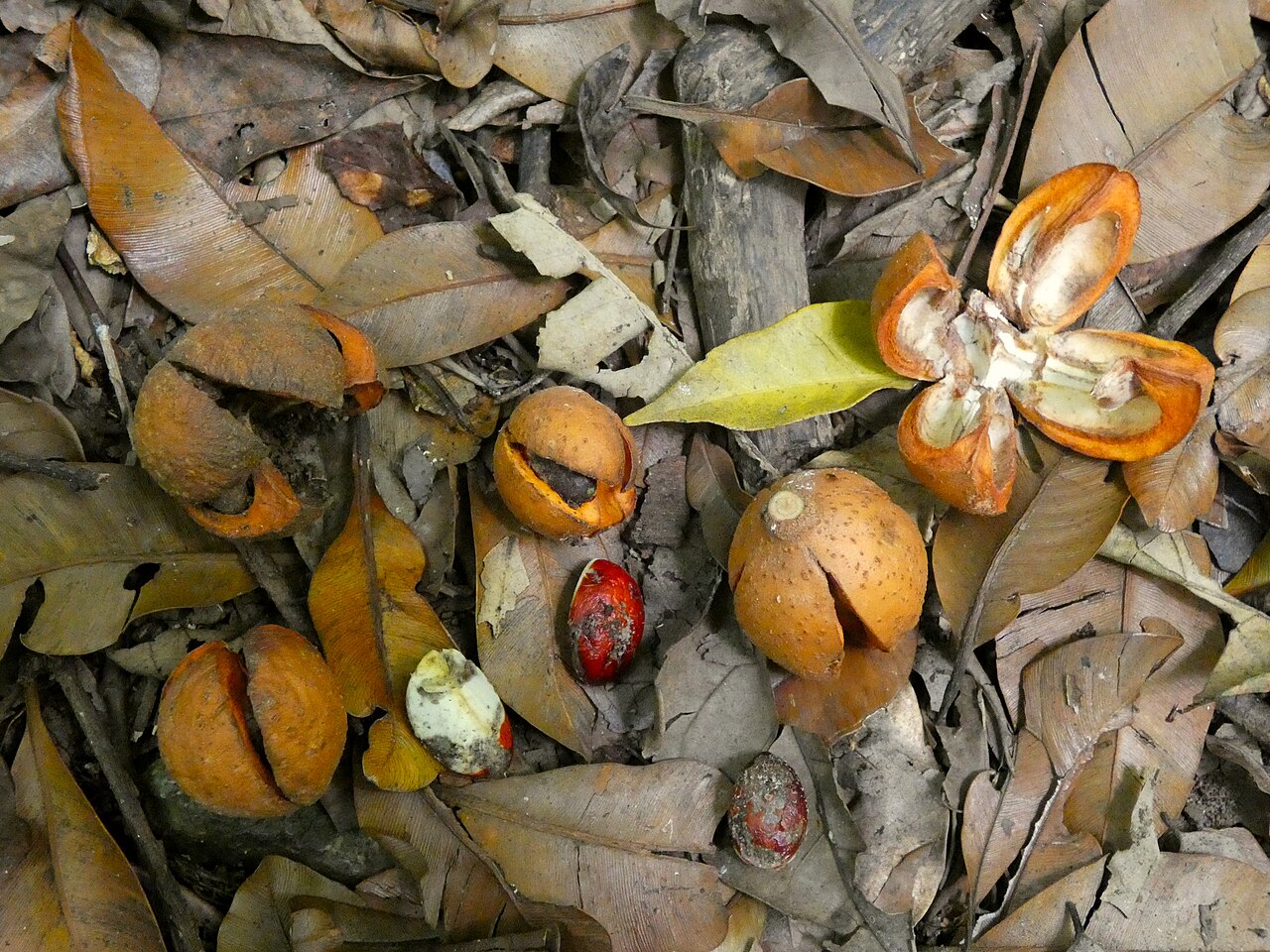 Spur mahogany: Didymocheton pettigrewianus fruit and seeds