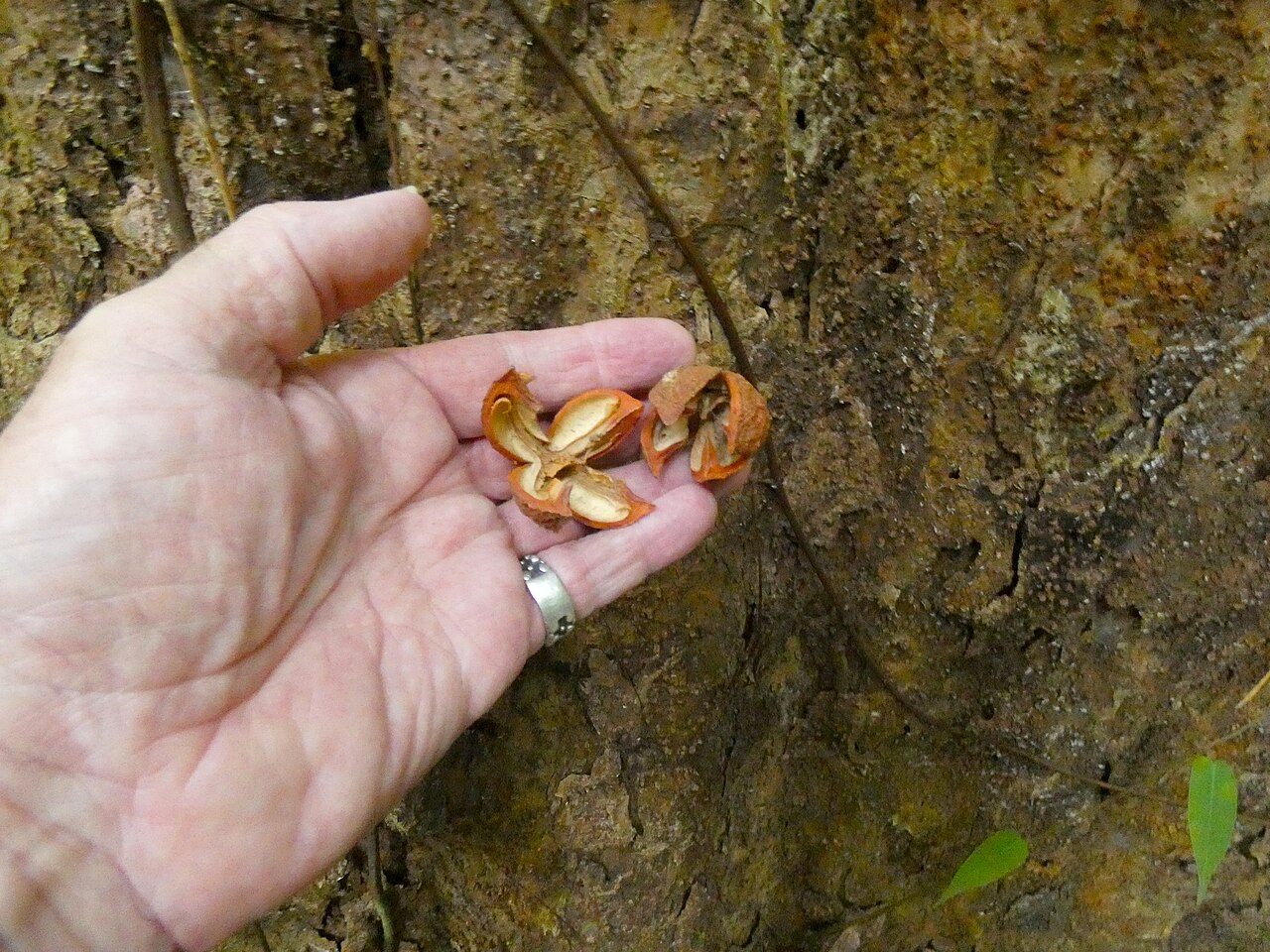 Spur mahogany: Didymocheton pettigrewianus at Crystal Cascades near Cairns , Queensland