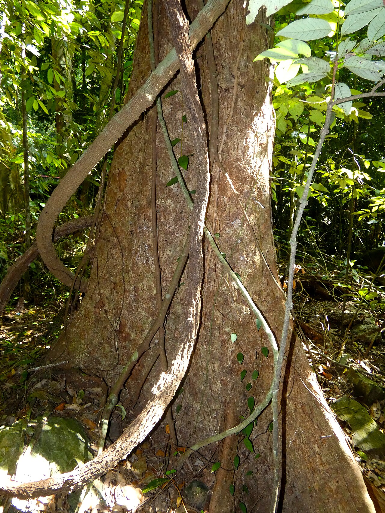 Spur mahogany: Didymocheton pettigrewianus trunk with butresses