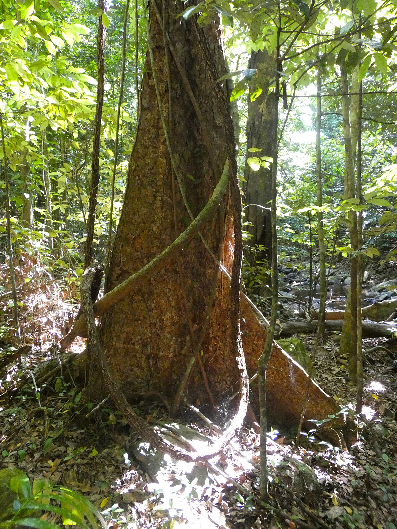 Spur mahogany: Didymocheton pettigrewianus trunk with butresses