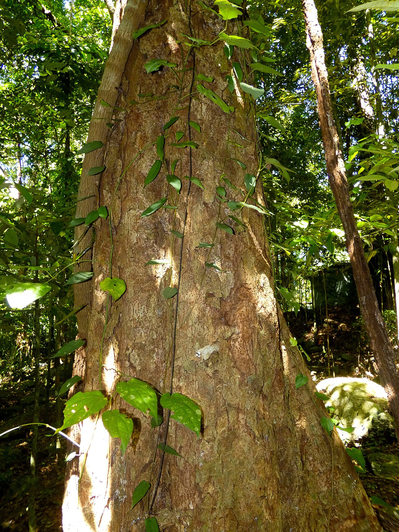 Spur mahogany: Didymocheton pettigrewianus trunk with butresses