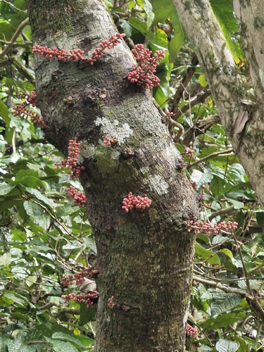 Didymocheton roseus (Didymocheton roseus)