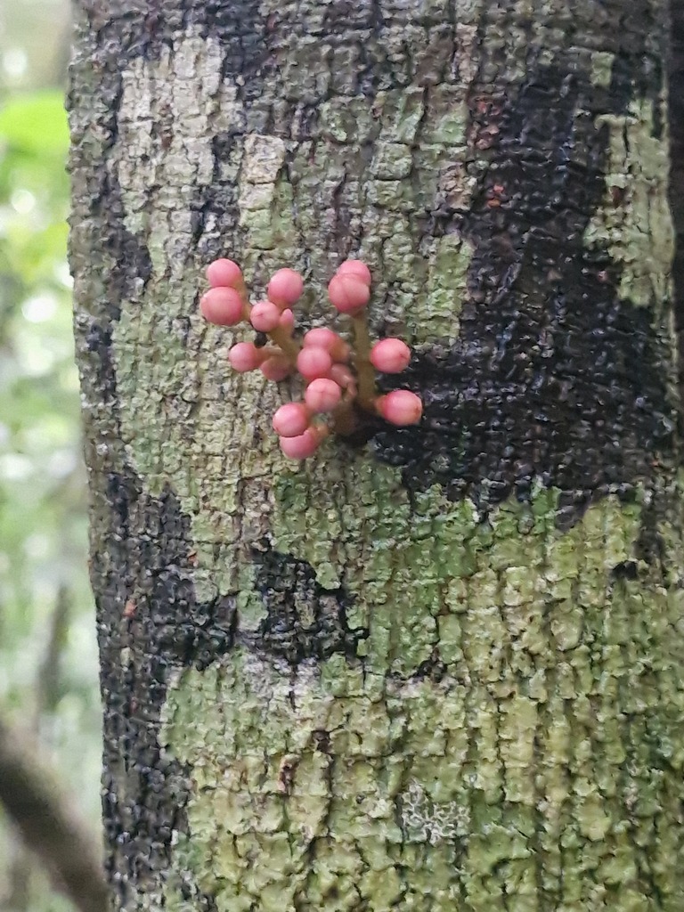 Didymocheton roseus (Didymocheton roseus)