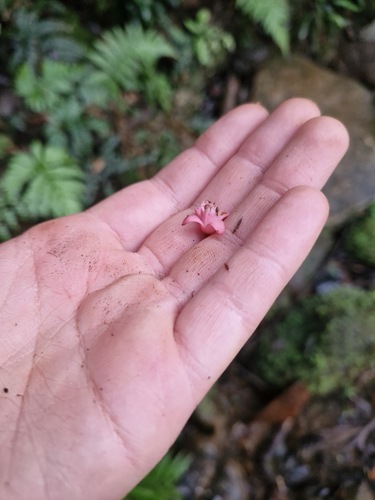 Didymocheton roseus (Didymocheton roseus)