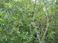 Didymocheton rufescens (Didymocheton rufescens)
