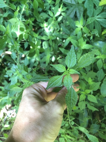 Didymodoxa afra (Didymodoxa afra)