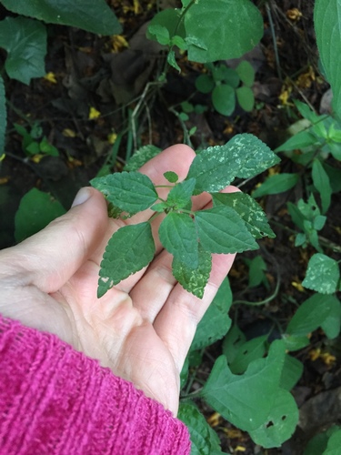 Didymodoxa afra (Didymodoxa afra)