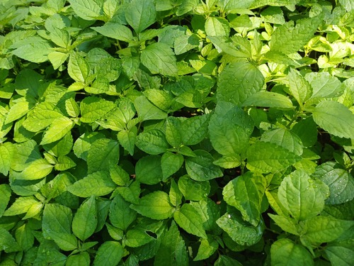 Didymodoxa afra (Didymodoxa afra)