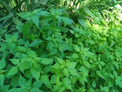 Didymodoxa afra (Didymodoxa afra)
