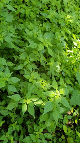 Didymodoxa afra (Didymodoxa afra)