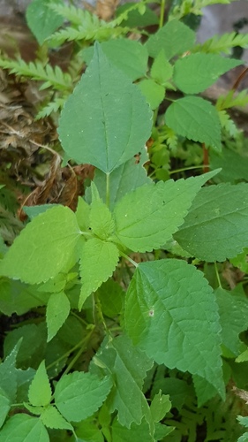 Didymodoxa afra (Didymodoxa afra)