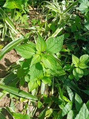 Didymodoxa afra (Didymodoxa afra)