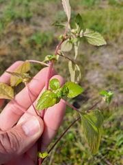 Didymodoxa capensis (Didymodoxa capensis)
