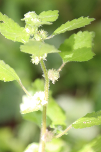 Didymodoxa capensis (Didymodoxa capensis)