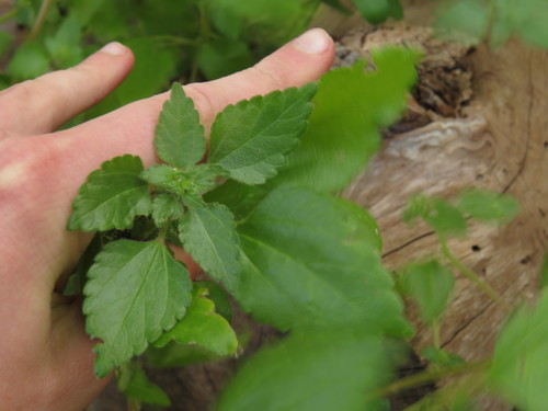 Didymodoxa capensis (Didymodoxa capensis)