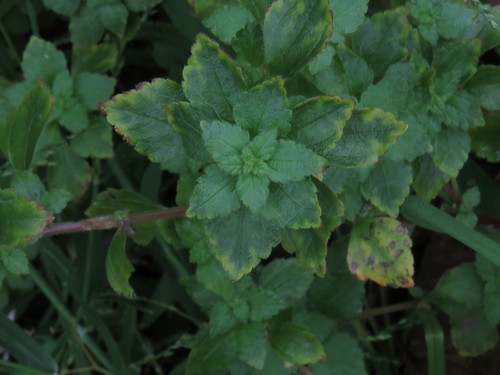 Didymodoxa capensis (Didymodoxa capensis)