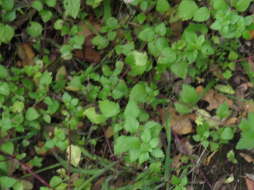 Didymodoxa capensis (Didymodoxa capensis)