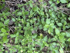 Didymodoxa capensis (Didymodoxa capensis)