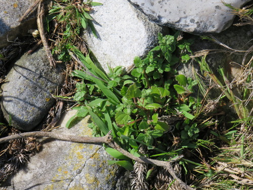 Didymodoxa capensis (Didymodoxa capensis)