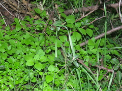 Didymodoxa capensis (Didymodoxa capensis)