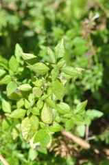 Didymodoxa capensis (Didymodoxa capensis)