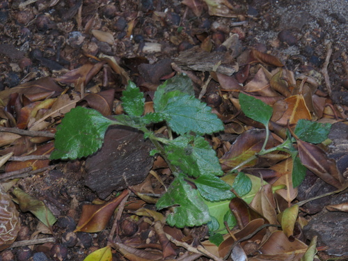 Didymodoxa capensis (Didymodoxa capensis)