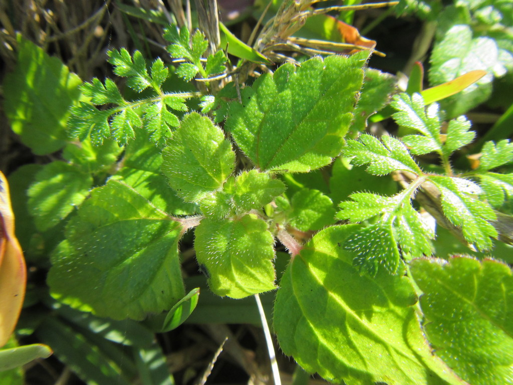Didymodoxa capensis (Didymodoxa capensis)