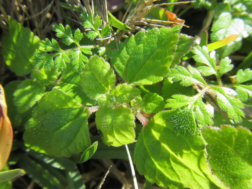 Didymodoxa capensis (Didymodoxa capensis)