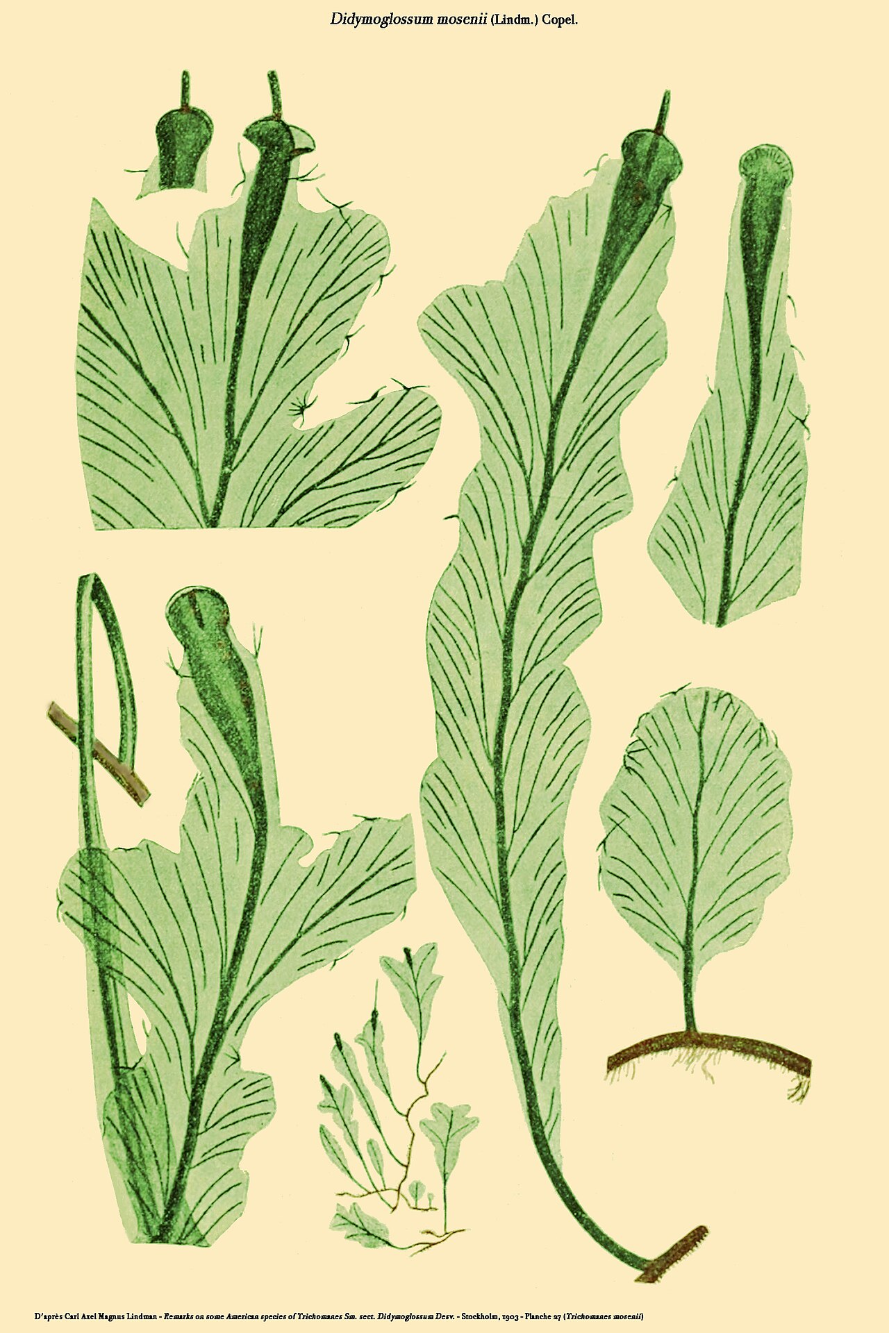 Royal bristle fern: Didymoglossum mosenii (Trichomanes mosenii) - Planche de Carl Axel Magnus Lindman - Reprise par D.Prévôt