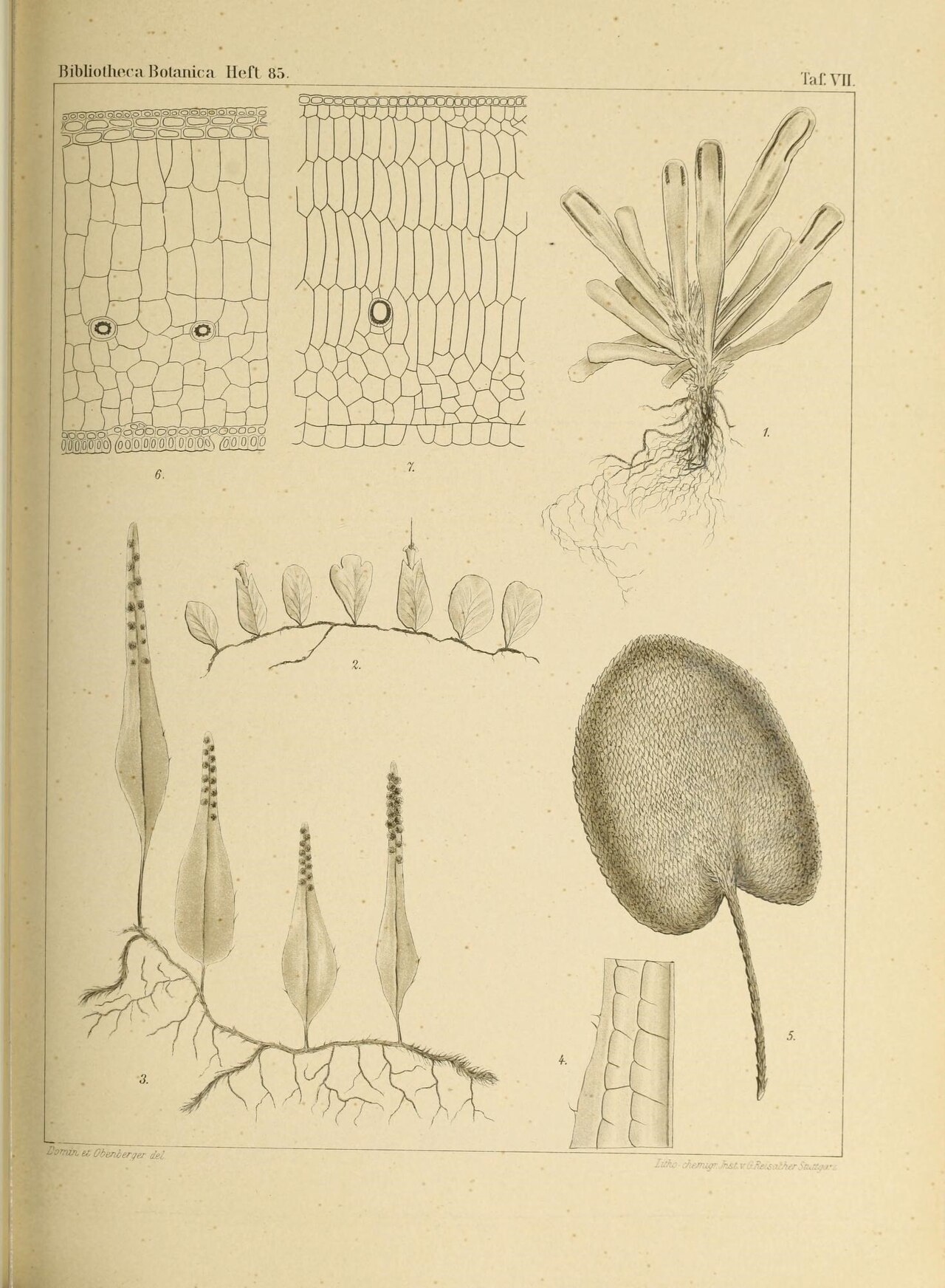 Didymoglossum beccarianum: This file comes from the Biodiversity Heritage Library .