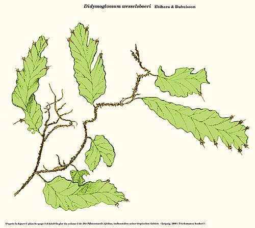 Didymoglossum berteroanum: Didymoglossum wesselsboeri - D'après la figure C de la planche page 2 de Die Pflanzenwelt Africas d'Adolf Engler - Leipzig, 1908 - Planche reprise sous Gimp par