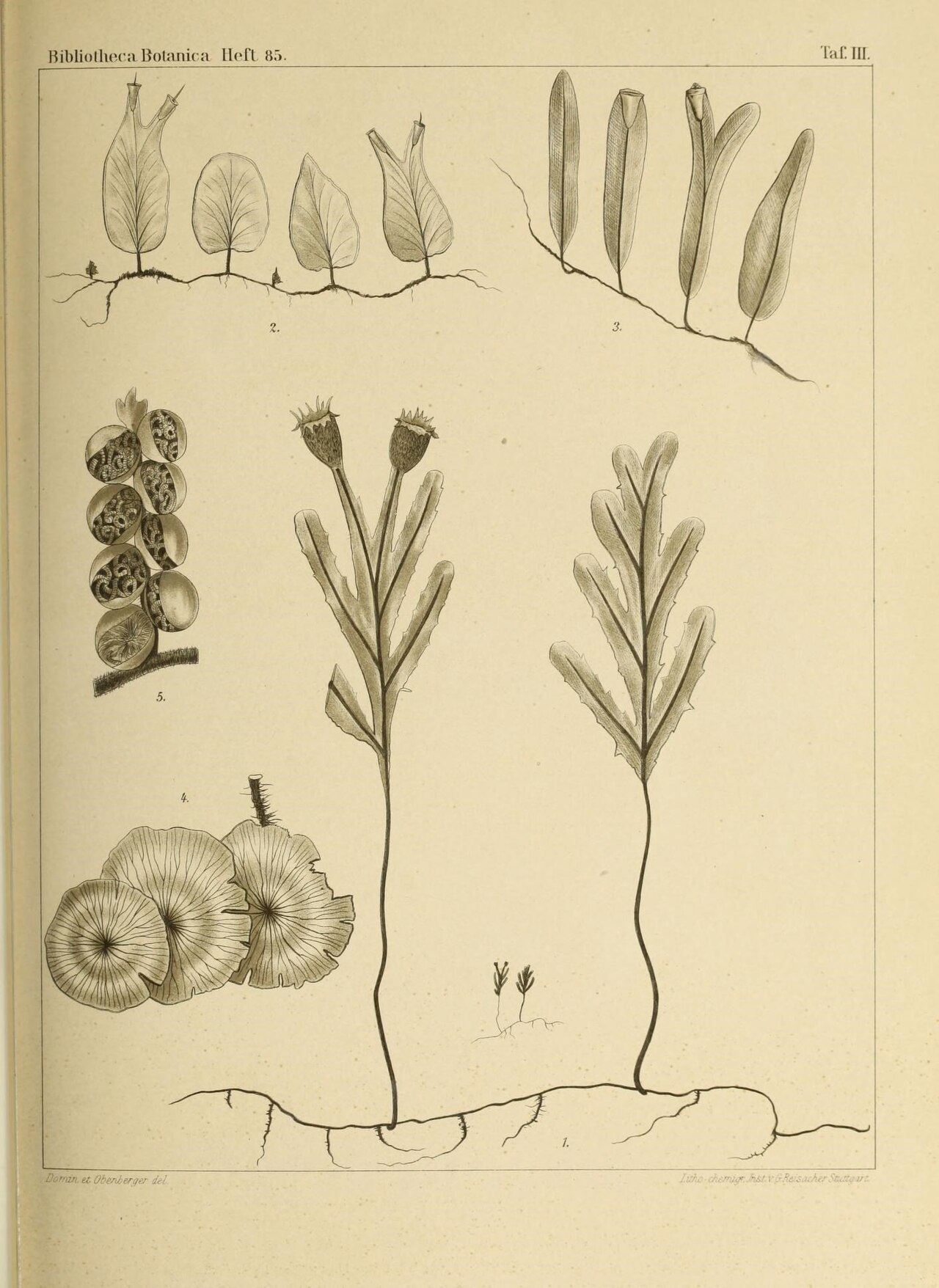Didymoglossum bimarginatum: This file comes from the Biodiversity Heritage Library .