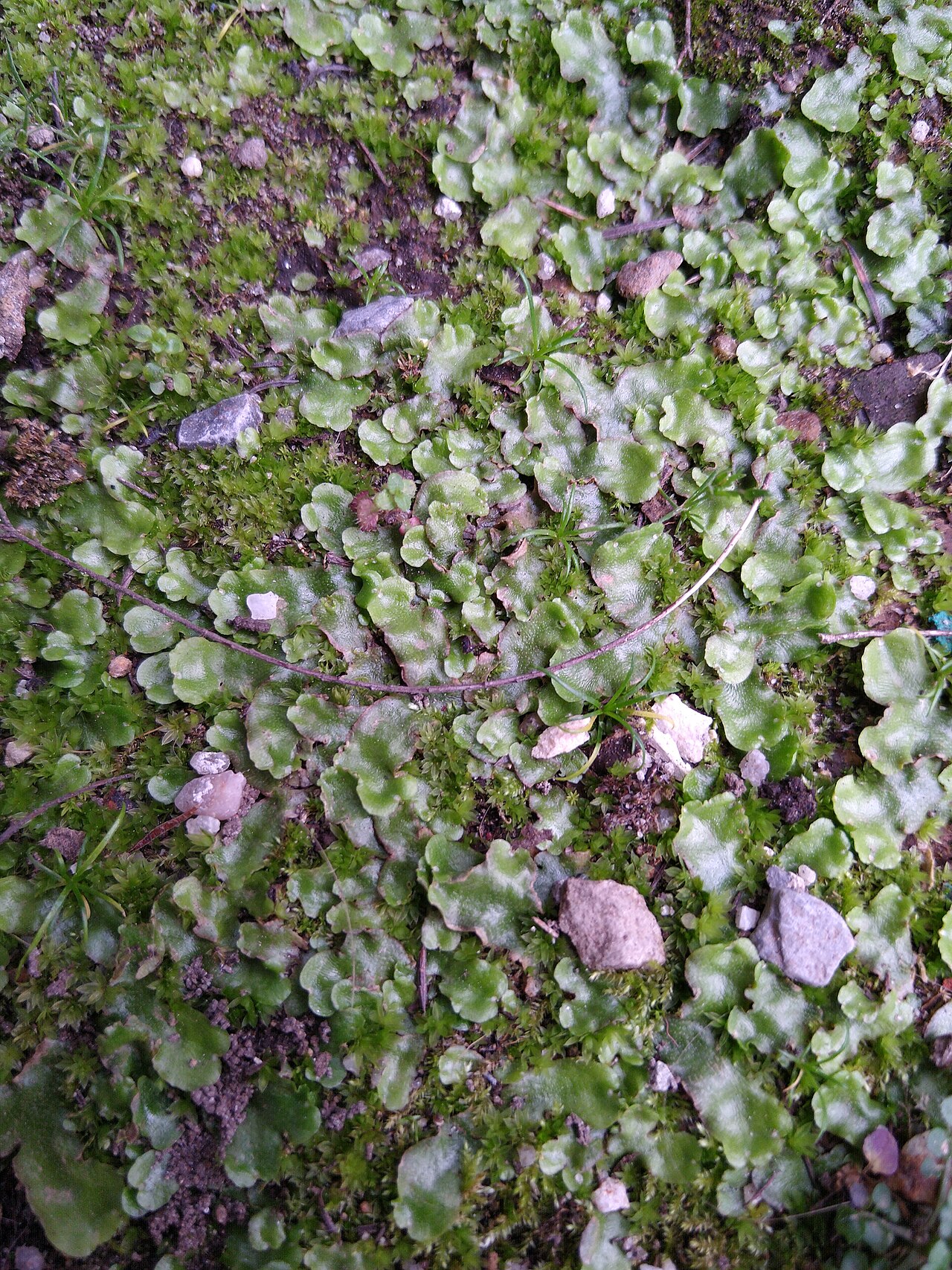 Didymoglossum cuspidatum: Didymoglossum cuspidatum , á dereita das escaleiras do IES Perdouro (Burela, Lugo, Galicia, España).