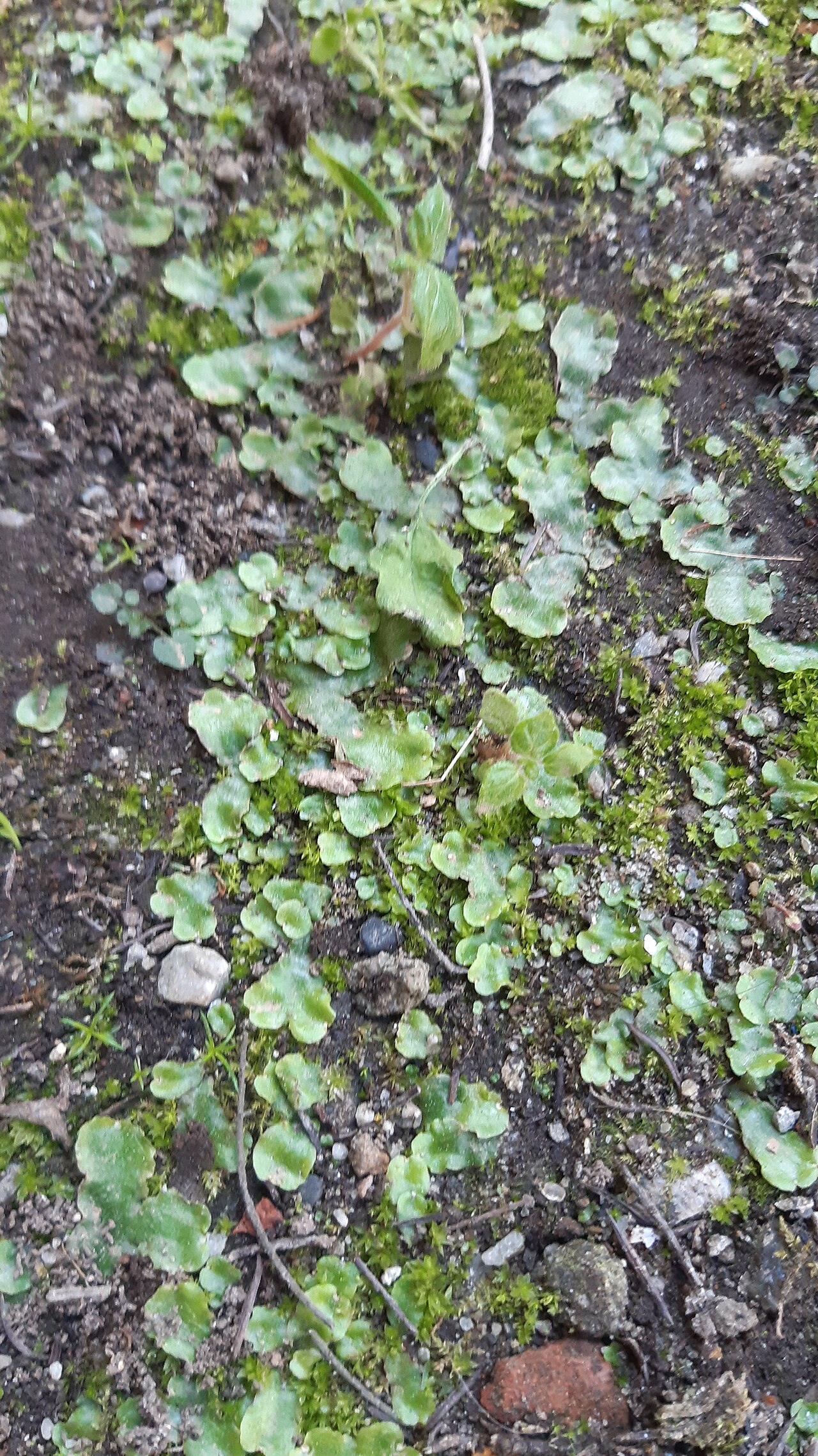 Didymoglossum cuspidatum: Exemplar de Didymoglossum cuspidatum atopado no IES Perdouro (Burela, Lugo).