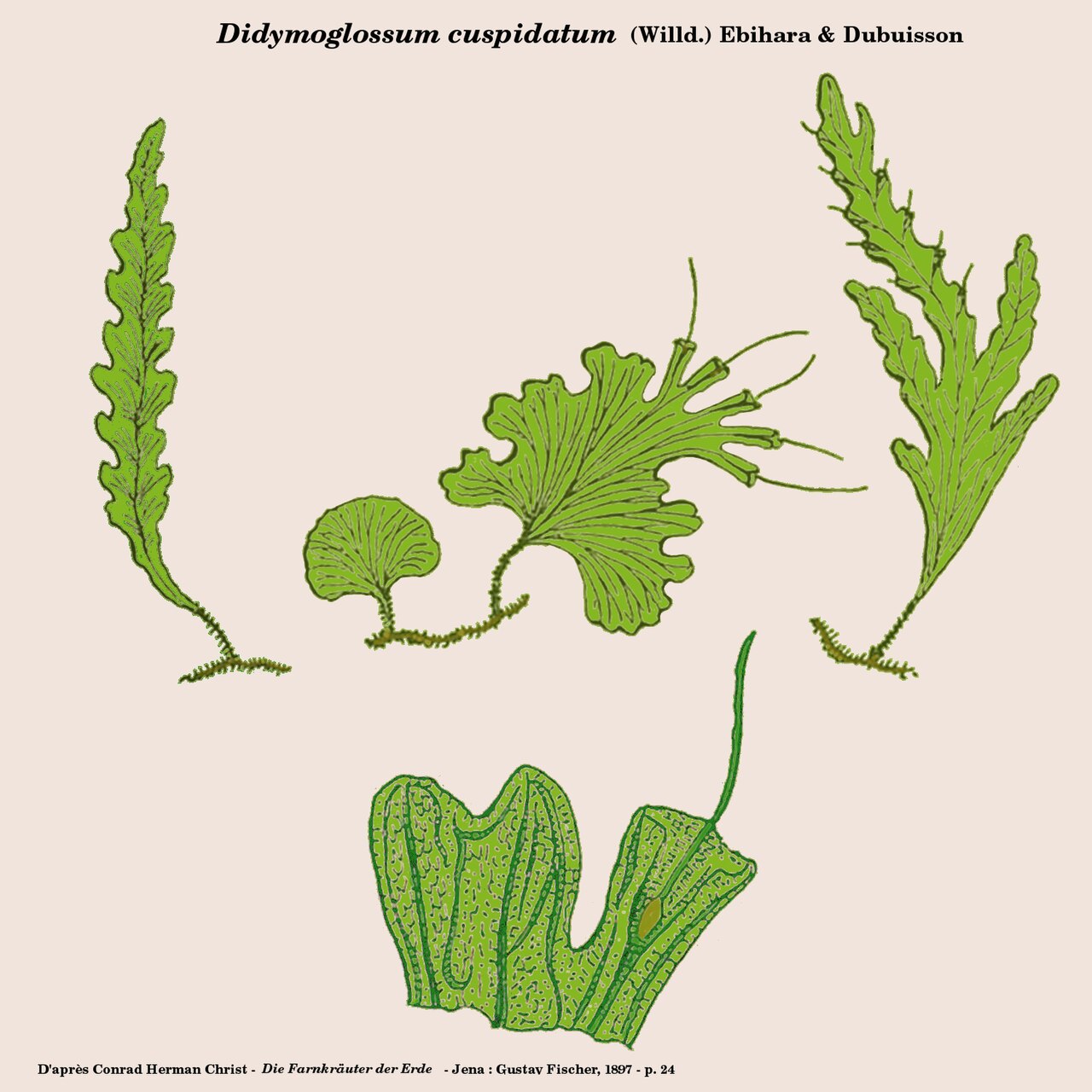 Didymoglossum cuspidatum: Didymoglossum cuspidatum - D'après un schéma d'Hermann Christ - Jena, 1895 - Planche retravaillée par D.Prevôt