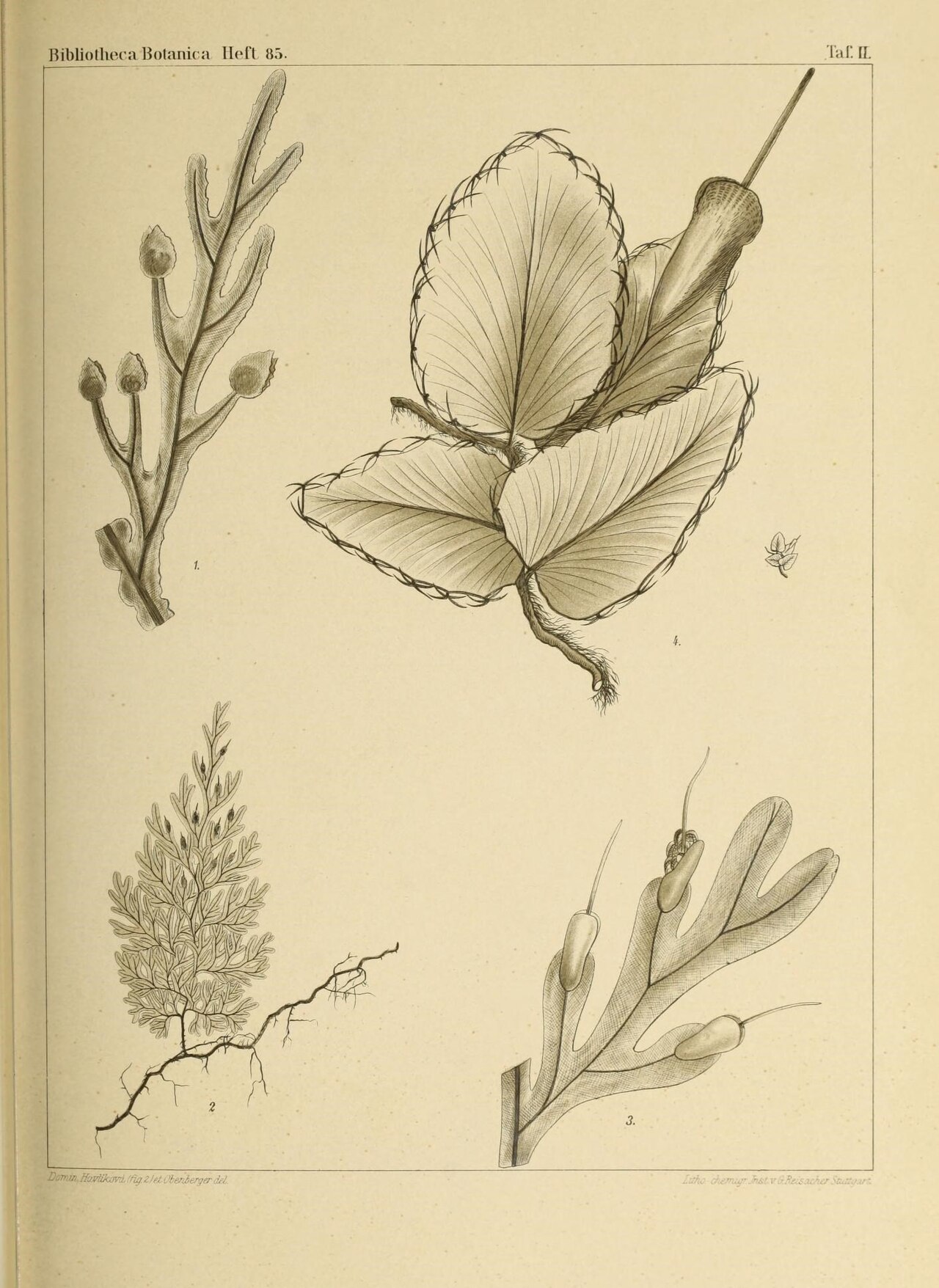 Didymoglossum exiguum: This file comes from the Biodiversity Heritage Library .