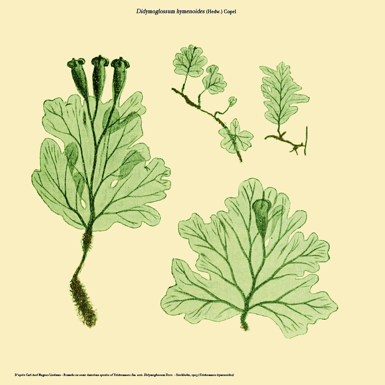 Parchment bristle fern: Didymoglossum hymenoides (Trichomanes hymenoides) - Planche de Carl Axel Magnus Lindman - Remarks on some American species of Trichomanes Sm. sect. Didymoglossu