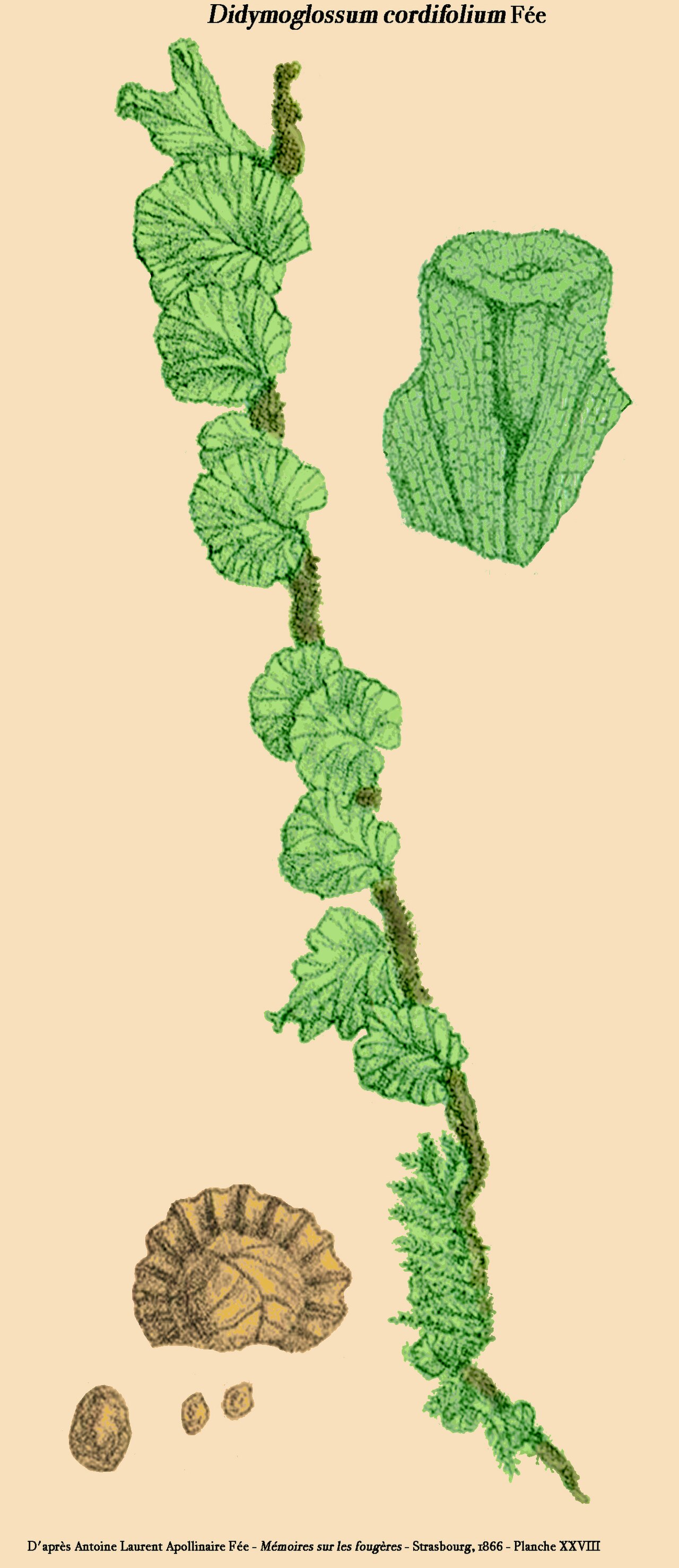 Kappler's bristle-fern: Didymoglossum cordifolium - Planche de Antoine Laurent Apollinaire Fée - Mémoires sur la famille des fougères - Planche n° 28 - reprise par D.Prévôt