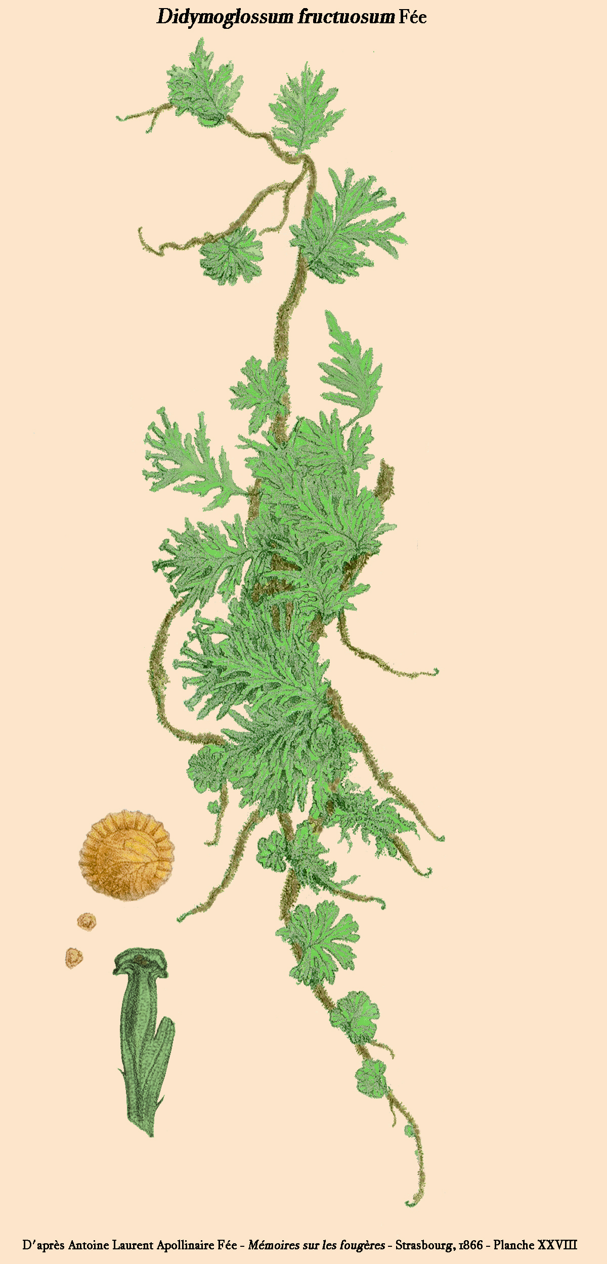 Treemoss bristle fern: Didymoglossum fructuosum Fée - Planche XXVIII de Mémoires sur la famille des fougères - Tome 11 de Antoine Laurent Apollinaire Fée, figure 3 - Planche reprise p