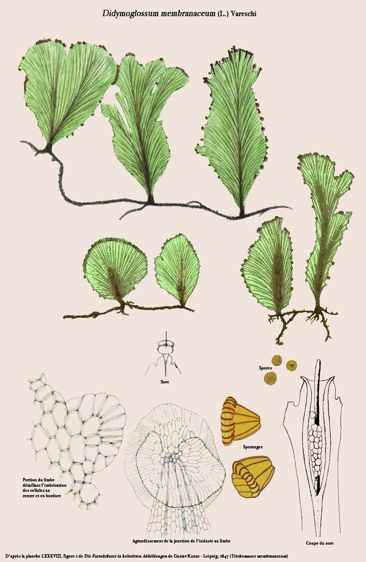 Didymoglossum membranaceum: Didymoglossum membranaceum - D'après la planche 88 figure 1 de Die Farrnkräuter in kolorirten Abbildung de Gustav Kunze - Leipzig, 1847 - Planche reprise par D.