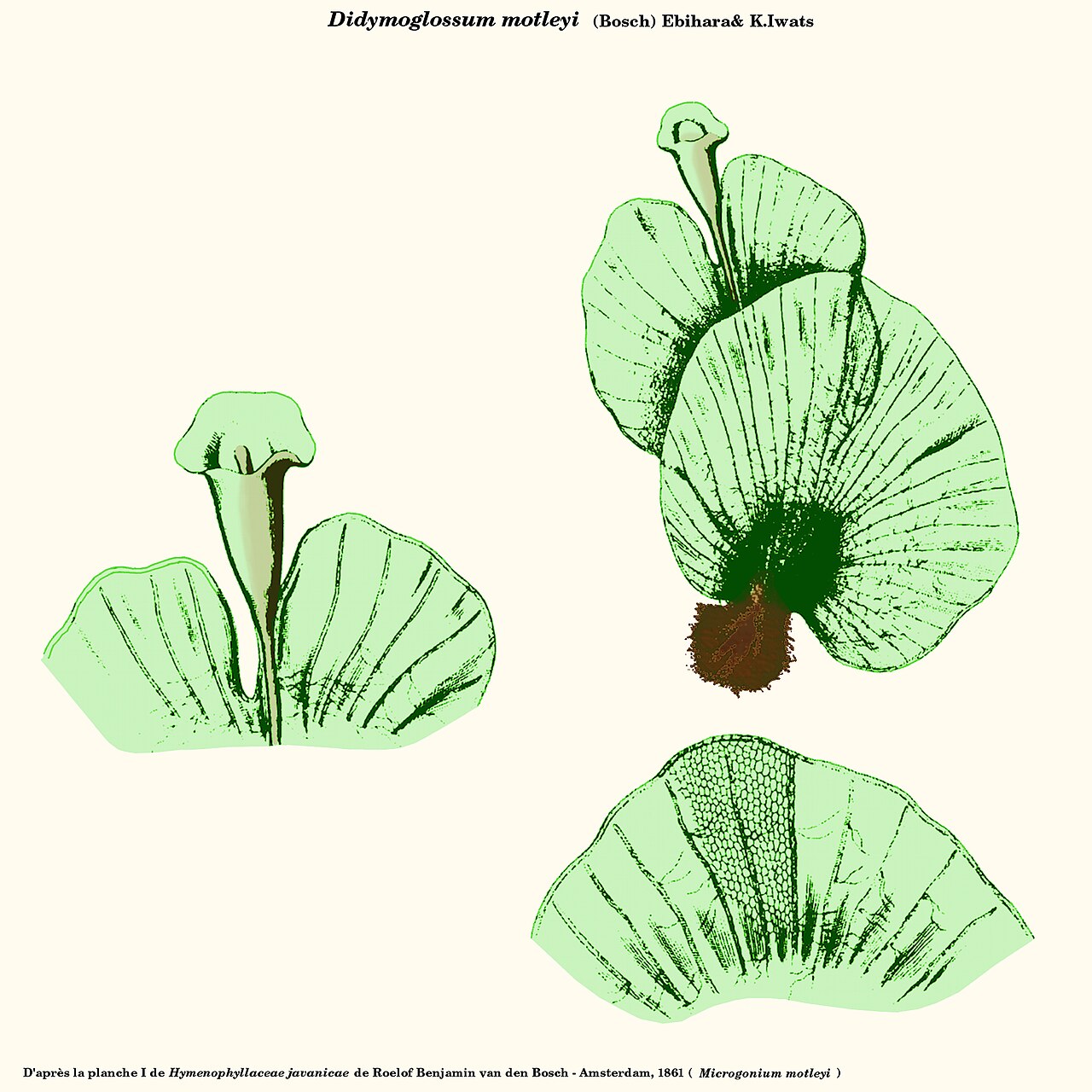 Didymoglossum motleyi: Didymoglossum motleyi - D'après la planche I de Hymenophyllaceae javanicae de Roelof Benjamin van den Bosch (Microgonium motleyi) - Amsterdam, 1861 - Planche re