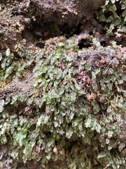 Dwarf bristle fern (Didymoglossum petersii)