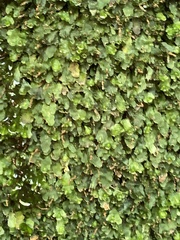Dwarf bristle fern (Didymoglossum petersii)